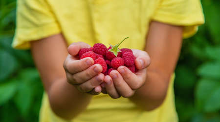 Harvest raspberries in the hands of a child. Selective focus. Nature.の写真素材