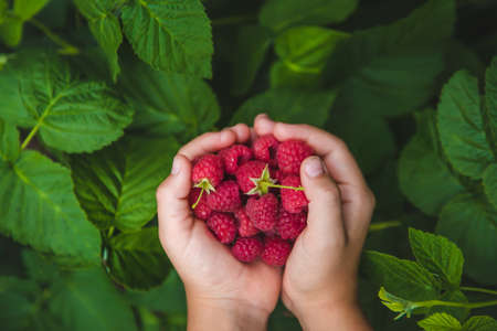 Harvest raspberries in the hands of a child. Selective focus. Nature.