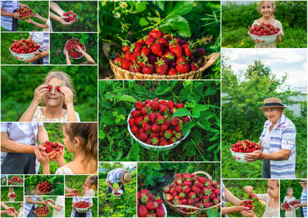 Child and grandmother pick strawberries in the garden collage. Selective focus. Kid.の写真素材