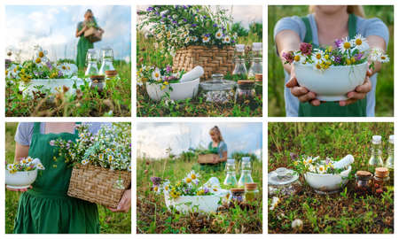The woman collects medicinal herbs collage. Selective focus. Nature.の写真素材
