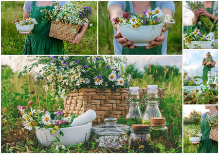 The woman collects medicinal herbs collage. Selective focus. Nature.の写真素材