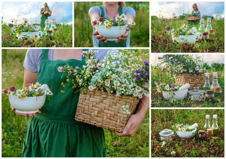 The woman collects medicinal herbs collage. Selective focus. Nature.の写真素材