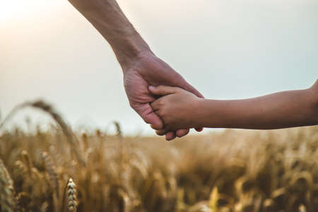 Child and father in a wheat field. Selective focus. Nature,の写真素材