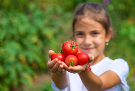 The child is harvesting tomatoes in the garden. Selective focus. Kid.の写真素材