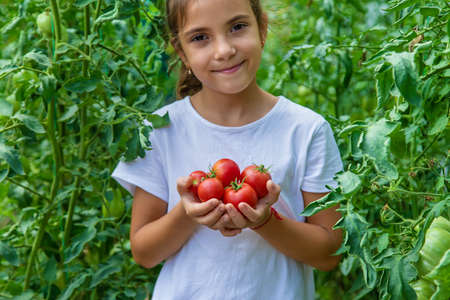 The child is harvesting tomatoes in the garden. Selective focus. Kid.の写真素材