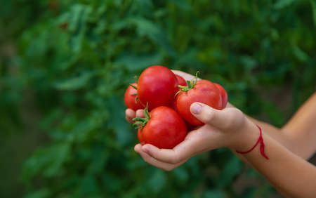 The child is harvesting tomatoes in the garden. Selective focus. Kid.の写真素材