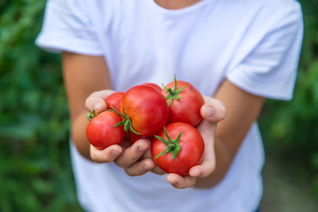The child is harvesting tomatoes in the garden. Selective focus. Kid.の写真素材