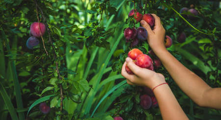 The child is harvesting plums in the garden. Selective focus. Kid.の写真素材