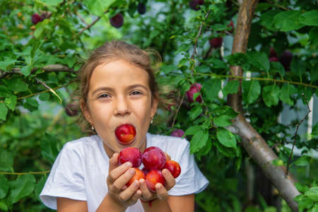 The child is harvesting plums in the garden. Selective focus. Kid.の写真素材