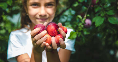 The child is harvesting plums in the garden. Selective focus. Kid.の写真素材