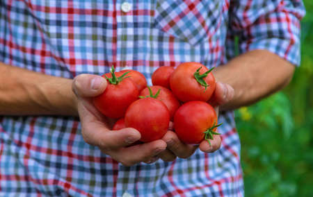 A male farmer harvests tomatoes in the garden. Selective focus. Nature.