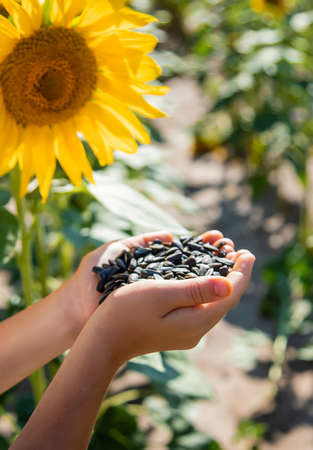 The child holds sunflower seeds in her hands. Selective focus. Nature.の写真素材
