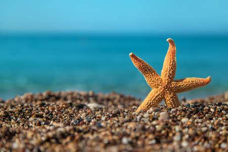 Sea starfish on the beach. Selective focus. Travel.の写真素材