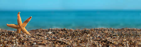 Sea starfish on the beach. Selective focus. Travel.の写真素材