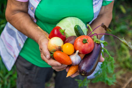 Grandmother in the garden with a harvest of vegetables. Selective focus. Food.の写真素材