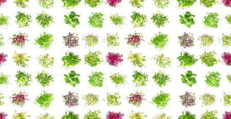 Pattern of different microgreens on a white background. Selective focus. nature.