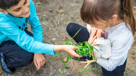 Bio chickens on a home farm a children. nature.の写真素材