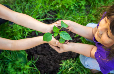 The child is planting a tree together. Selective focus. Kid.の写真素材
