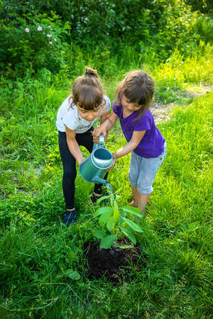 The child is planting a tree together. Selective focus. Kid.の写真素材