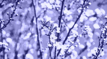 Blooming tree in the garden. very peri, Color of the year, 2022, blue, purple, Selective focus nature.の写真素材