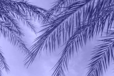 Palm leaves against the sky. very peri, Color of the year, 2022, blue, purple, Selective focus. nature.の写真素材