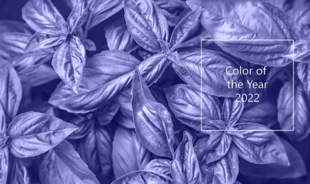 Basil grows in the garden. very peri, Color of the year, 2022, blue, purple, Selective focus. Food.