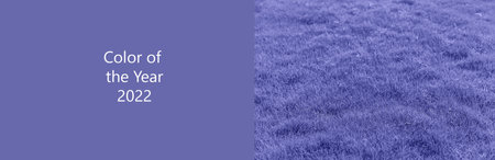 lawn grass beautiful green texture. very peri, Color of the year, 2022, blue, purple, Selective...