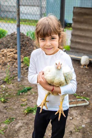 The child in the chicken coop feeds the hens. Selective focus. Kid.の写真素材