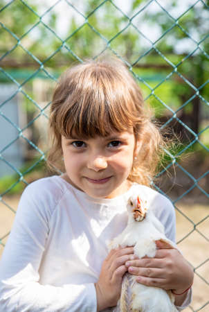 The child in the chicken coop feeds the hens. Selective focus. Kid.の写真素材