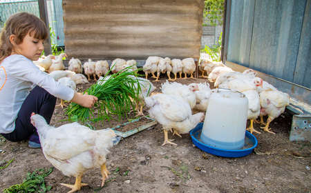 The child in the chicken coop feeds the hens. Selective focus. Kid.