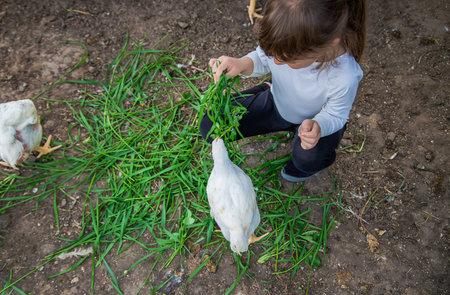 The child in the chicken coop feeds the hens. Selective focus. Kid.の写真素材