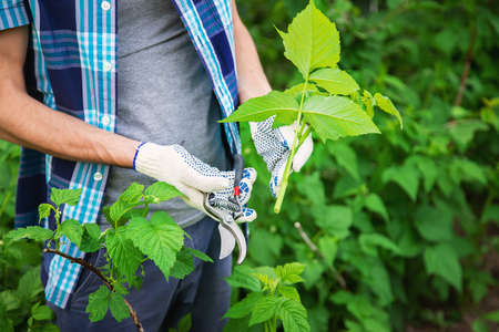 A man cuts raspberries with pruners. Selective focus. People.の写真素材