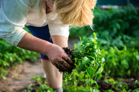 A woman holds seedlings in her hands. Selective focus. Nature.