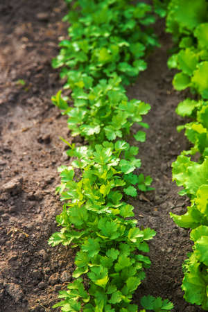 Cilantro grows in the garden. Selective focus. Nature.