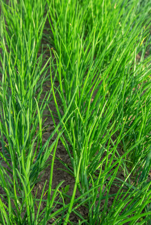 Onions grow in the garden. Selective focus. Nature.の写真素材