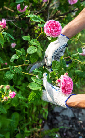 A man is cutting roses in the garden. Selective focus. Nature.