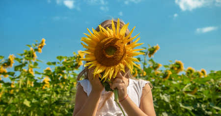 Child in a field of sunflowers. Selective focus. Nature.の写真素材