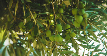 Ripe olives are hanging on the branches. Selective focus. Nature.