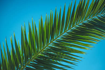 Palm leaves against the sky. Selective focus. Nature.の写真素材