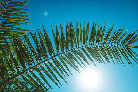 Palm leaves against the sky. Selective focus. Nature.の写真素材