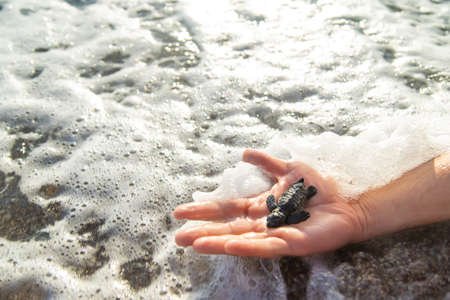A small turtle on the seashore in the hands of a man. Selective focus. People.