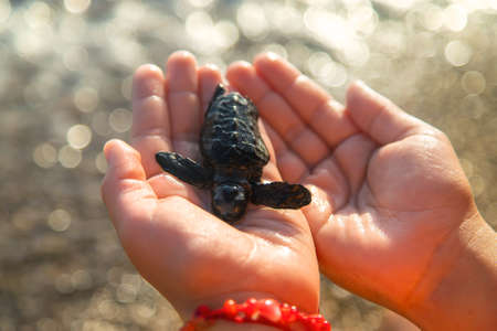 Little turtle on the seashore in the hands of a child. Selective focus. Kids.