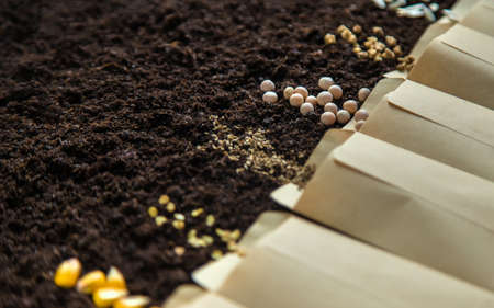 Seeds in bags on the soil. Selective focus. Nature.の写真素材