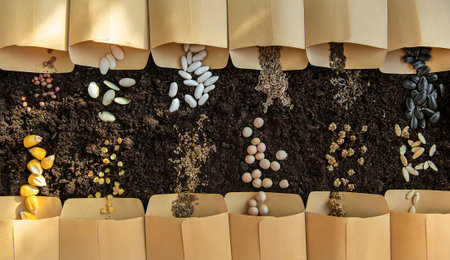 Seeds in bags on the soil. Selective focus. Nature.の写真素材
