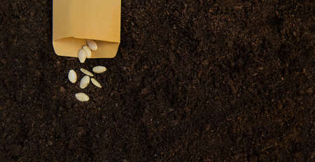 Seeds in bags on the soil. Selective focus. Nature.