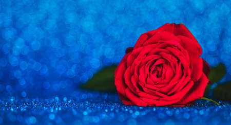 Rose on a shiny background. Selective focus. Valentine.の写真素材