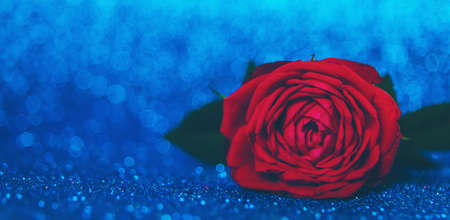 Rose on a shiny background. Selective focus. Valentine.の写真素材