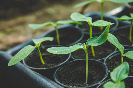 The cucumber seedlings are growing. Selective focus. Nature.の写真素材
