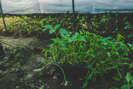 Pepper seedlings grow in spring. Selective focus. Nature.