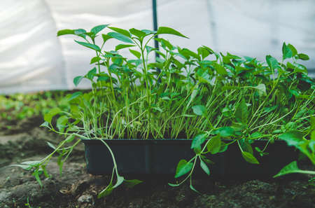 Pepper seedlings grow in spring. Selective focus. Nature.の写真素材